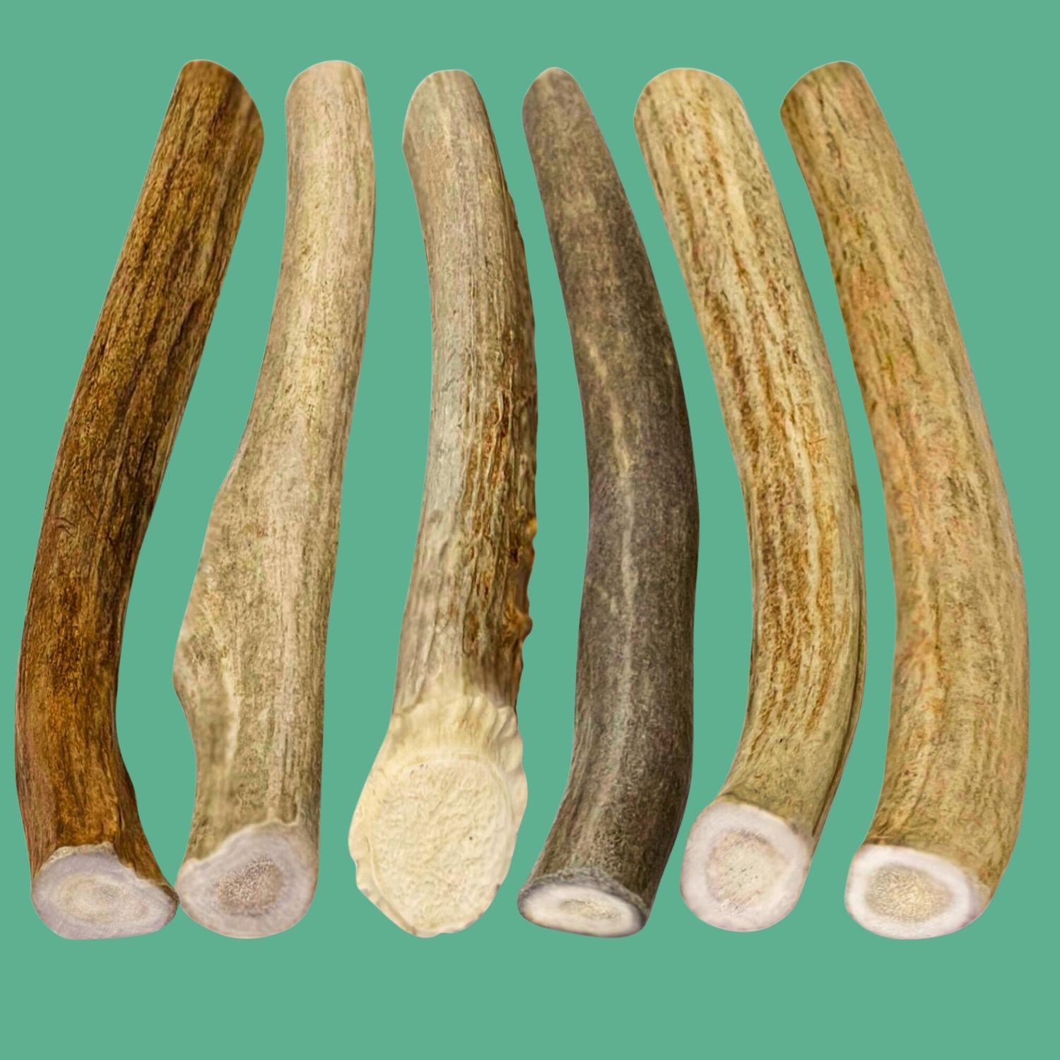 Value Antler Large - (By LB)