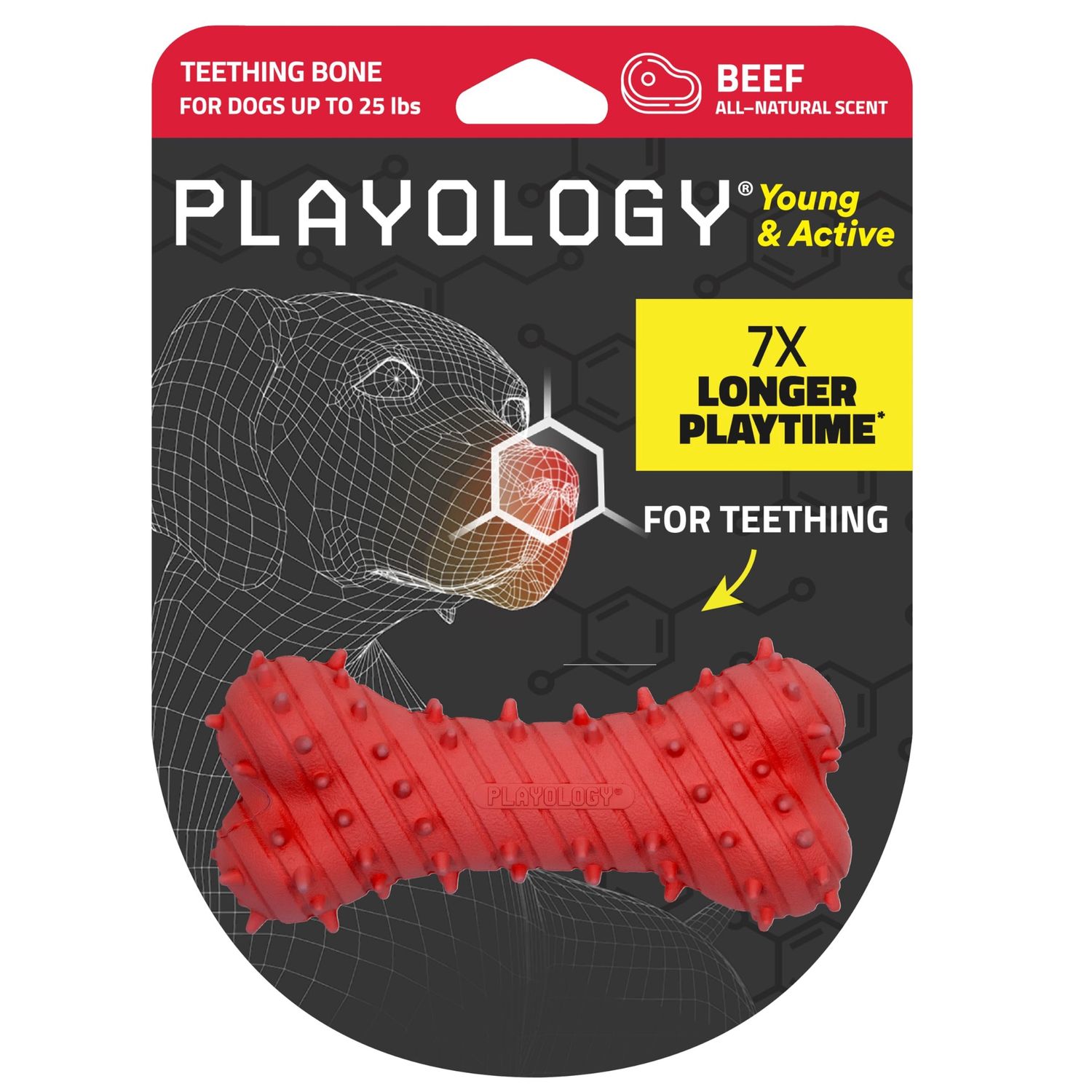 Playology Teething Bone Beef Puppy Toy Small
