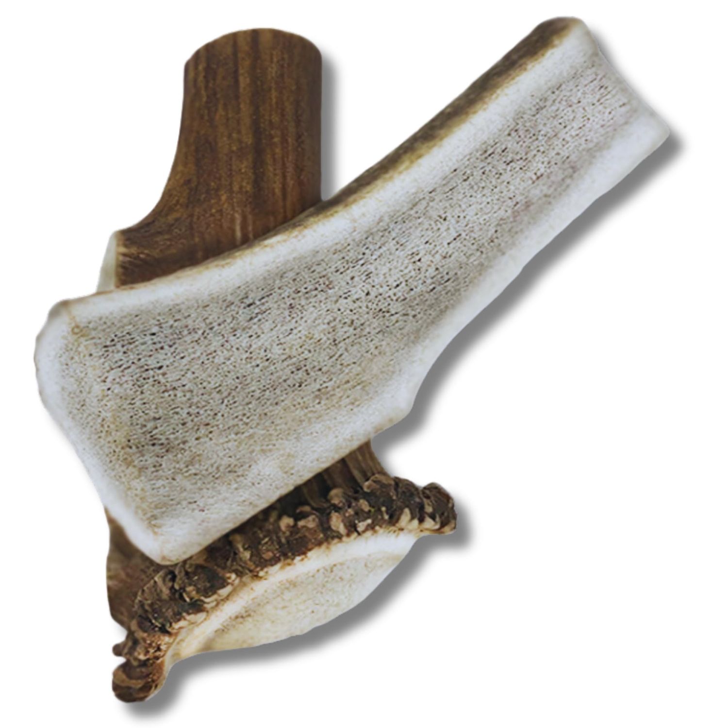 LARGE SPLIT ELK ANTLER