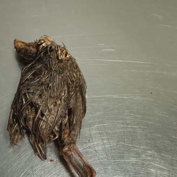 Quail with Fur - Small