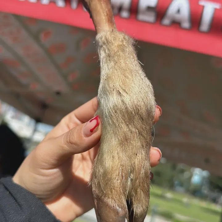 GOAT TROTTER WITH FUR