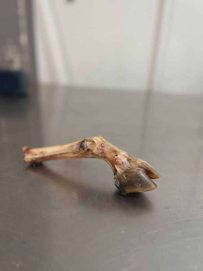 Goat Trotter without Fur