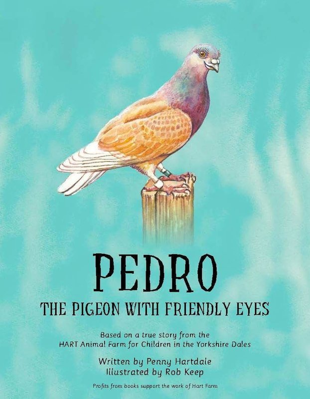 Pedro the Pigeon with friendly eyes