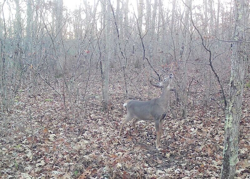 Doe Products