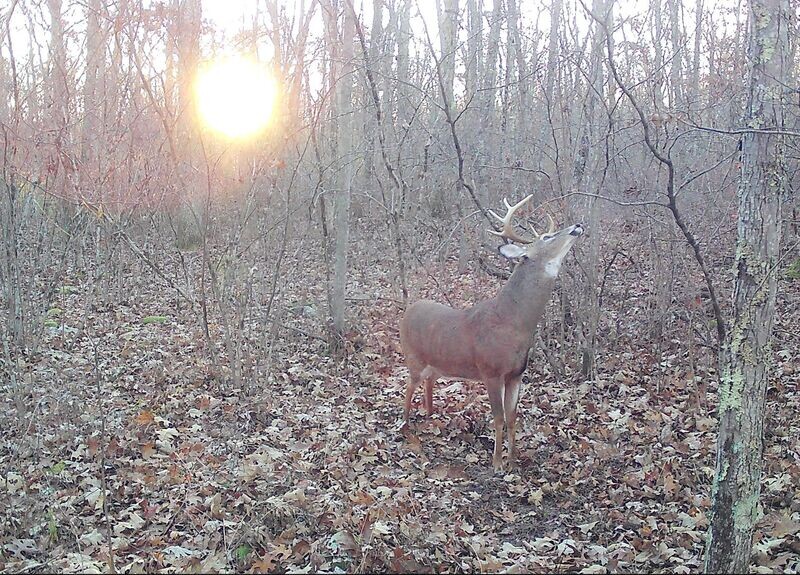 Buck Products