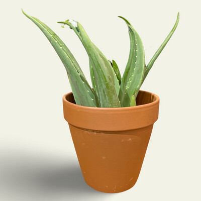 Aloe Vera 4&quot;