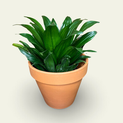 Dracaena (4")