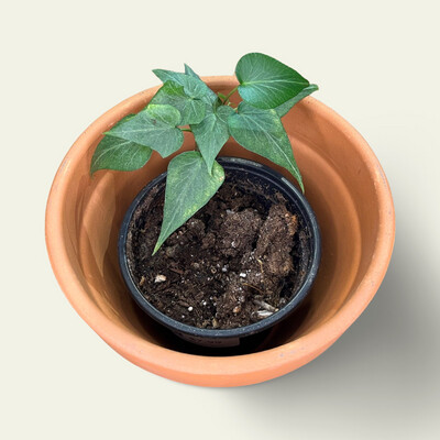 Ivy  (4&quot;)
