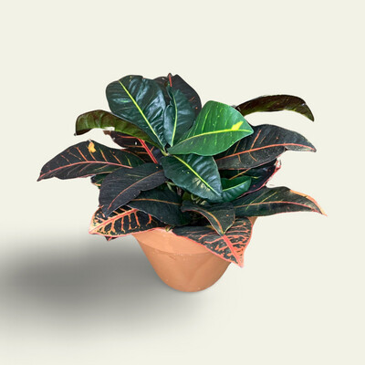Croton (6&quot;)