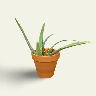 Aloe Vera 6"