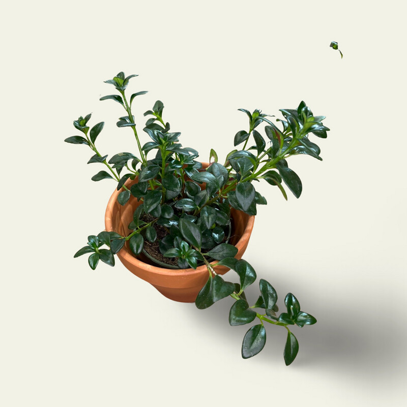 Fishbone Cactus (4")