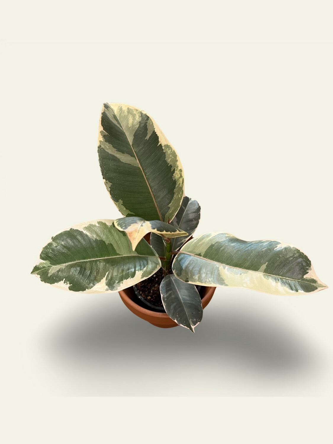 Ficus Elasica Tineke (10&quot;)