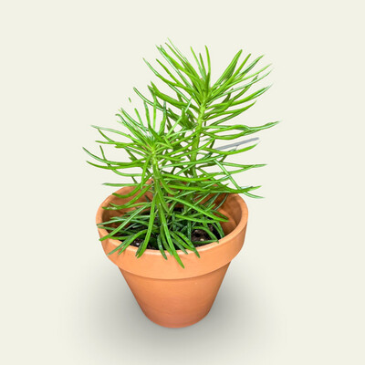Senecio Himalaya