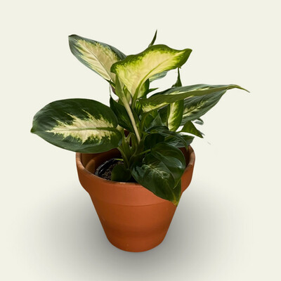 Diffenbachia (6")