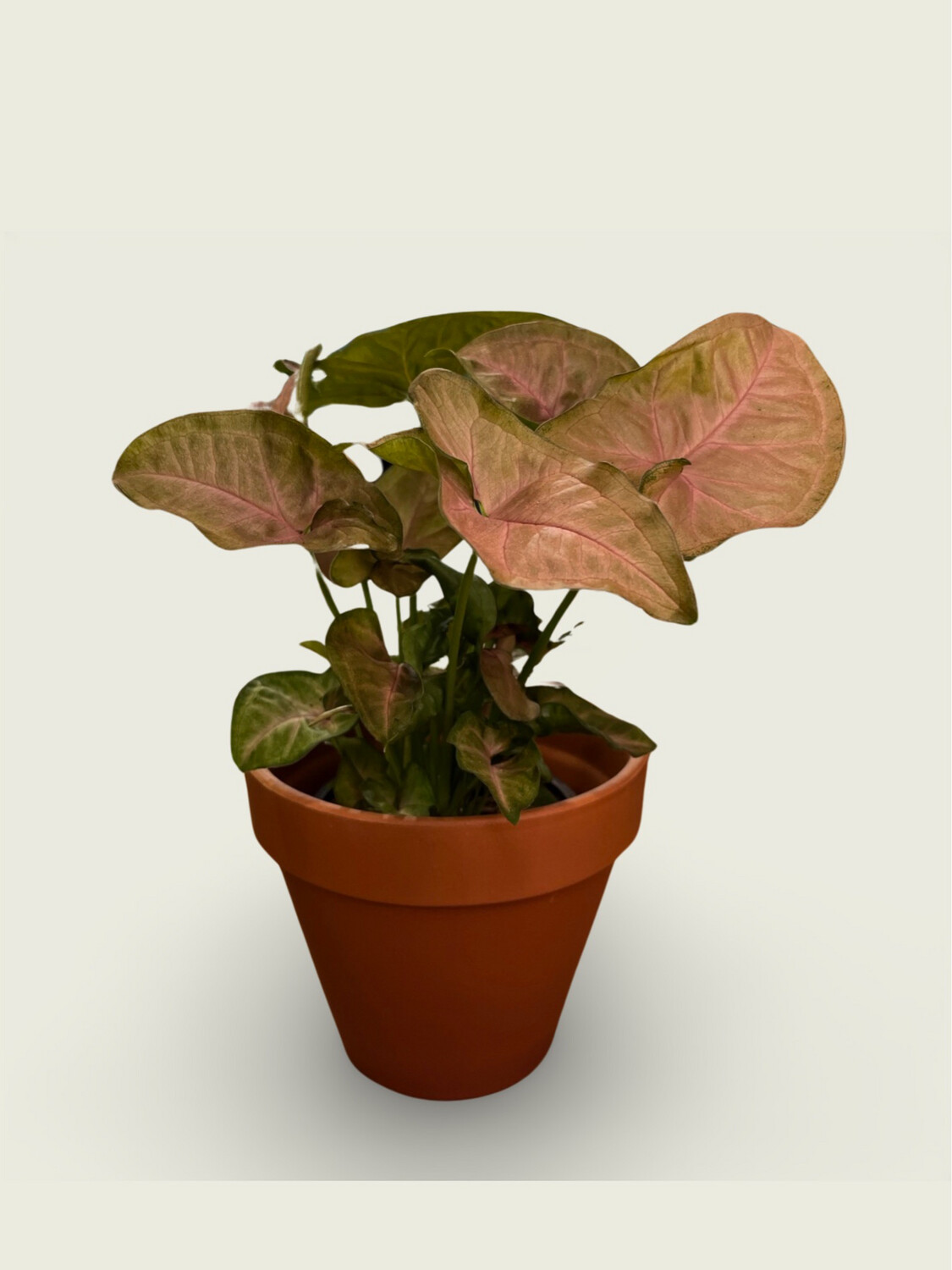 Nephthytis (4&quot;)
