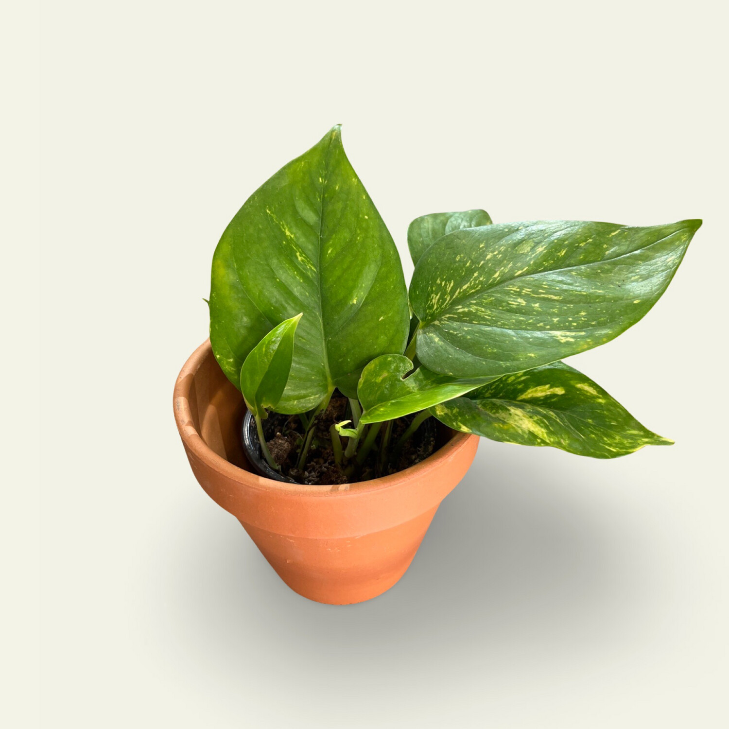 Pearl and jade  Pothos  (7.5)