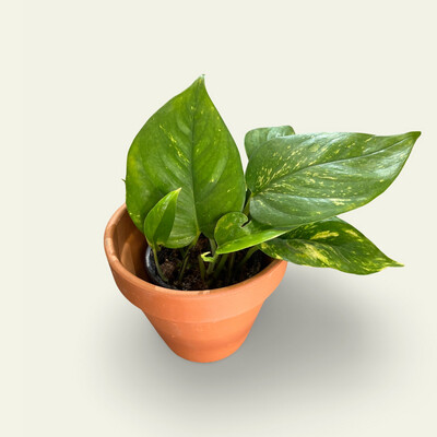 Pearl and jade  Pothos  (7.5)