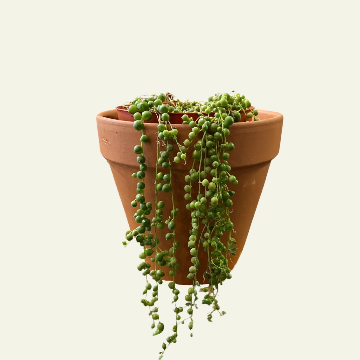 String of Dolphins 6&quot;
