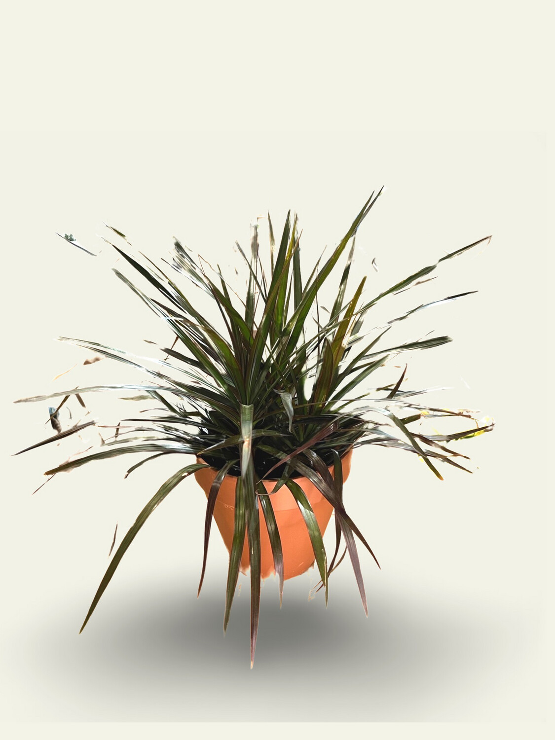 Dragon Tree (6&quot;)