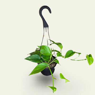 Pothos 4&quot;