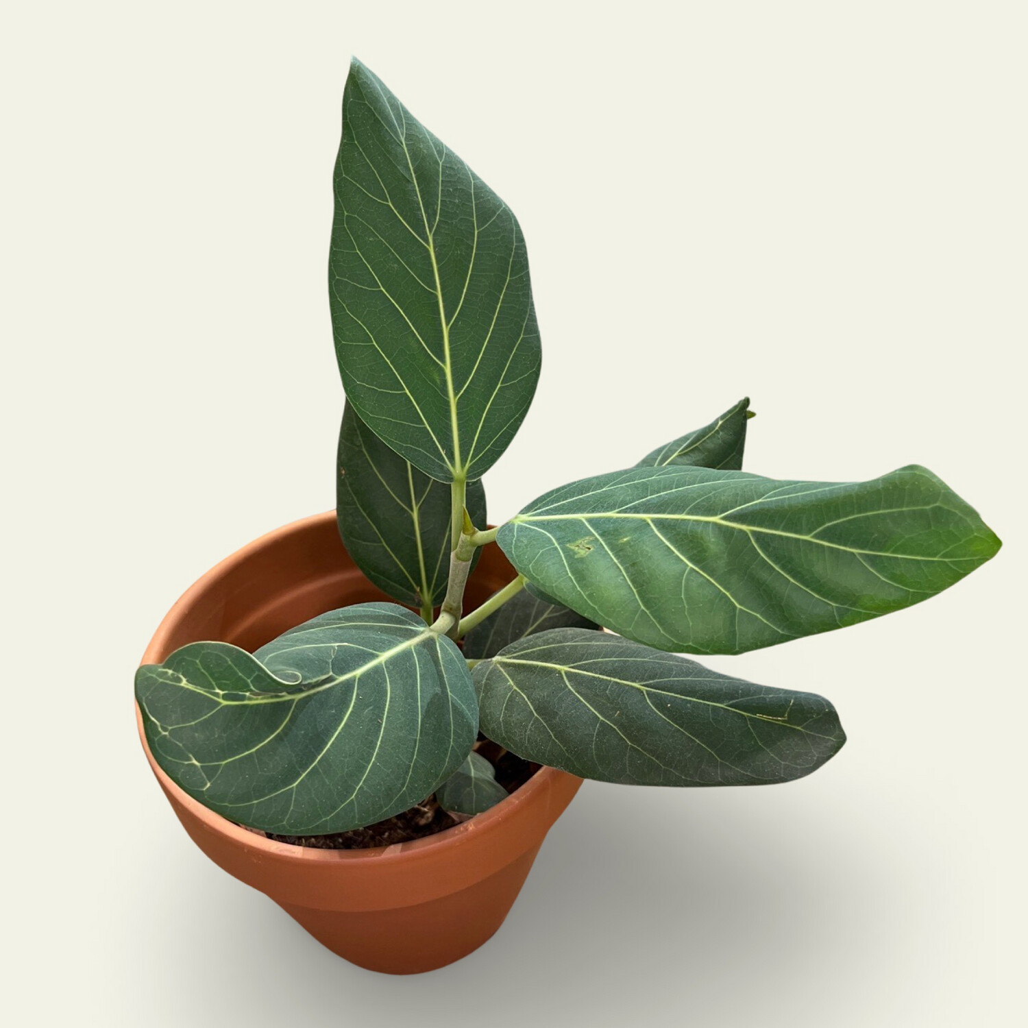 Ficus Audrey (10&quot;)