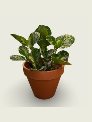 Peperomia (4")