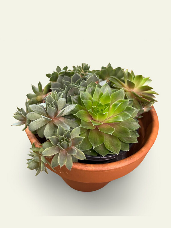 4&quot; Hen and Chicks