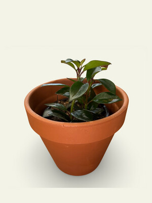 Hoya (4&quot;)