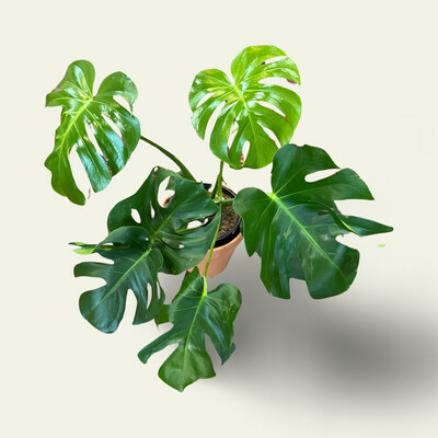 Monstera (10")