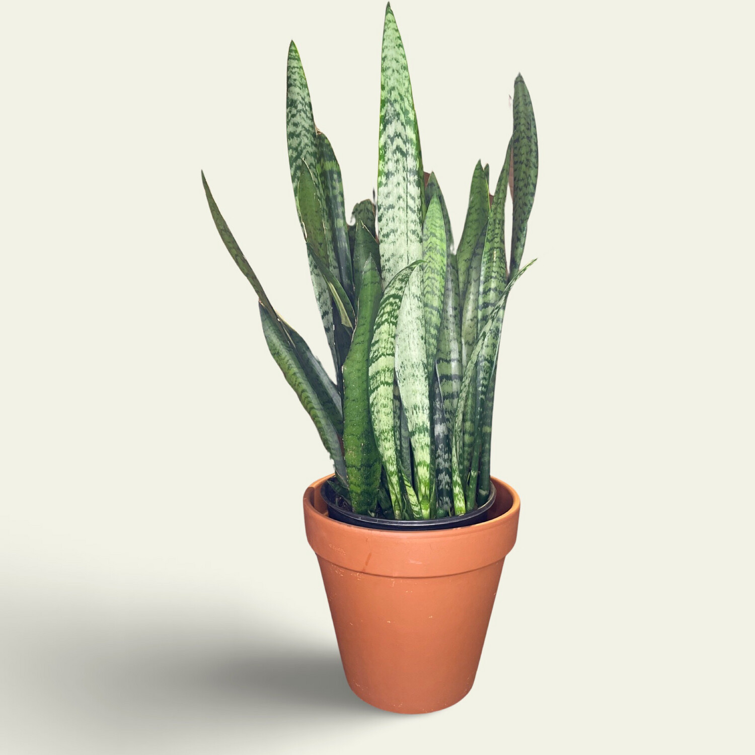 Snake Plant (9&quot;)