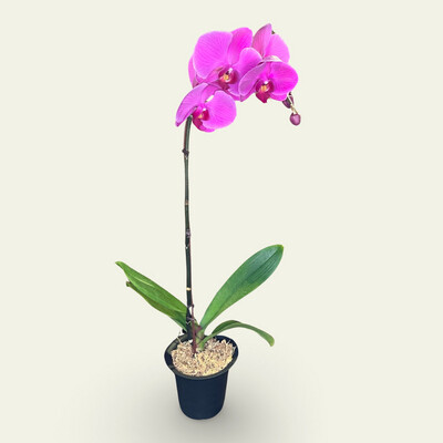 Orchid (6&quot;)