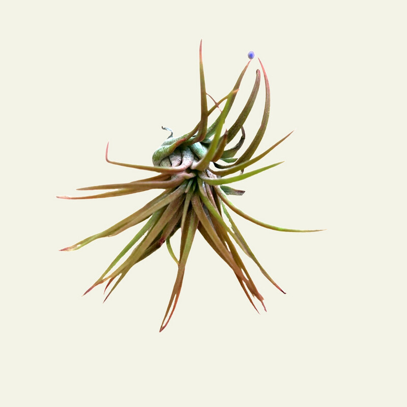 Tillandsia (Air Plants) Medium