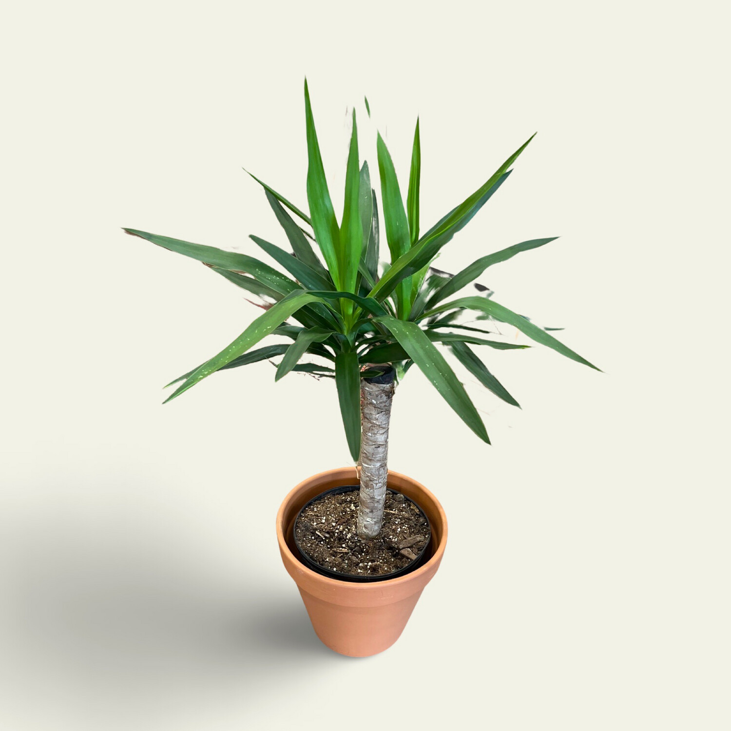 Yucca Cane (10&quot;)