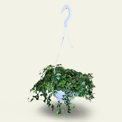 Sugar Vine Plant (7")