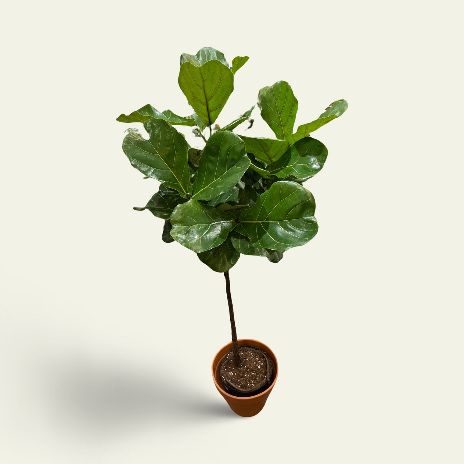 Ficus Lyrata