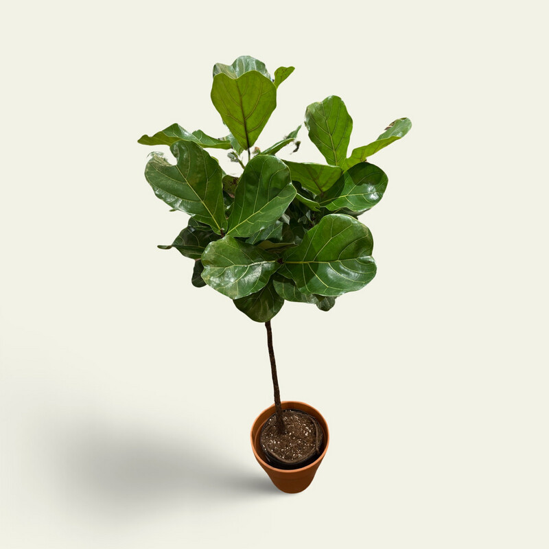 Ficus Lyrata