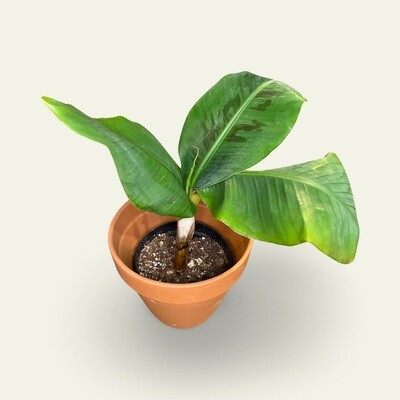 4&quot; Plants