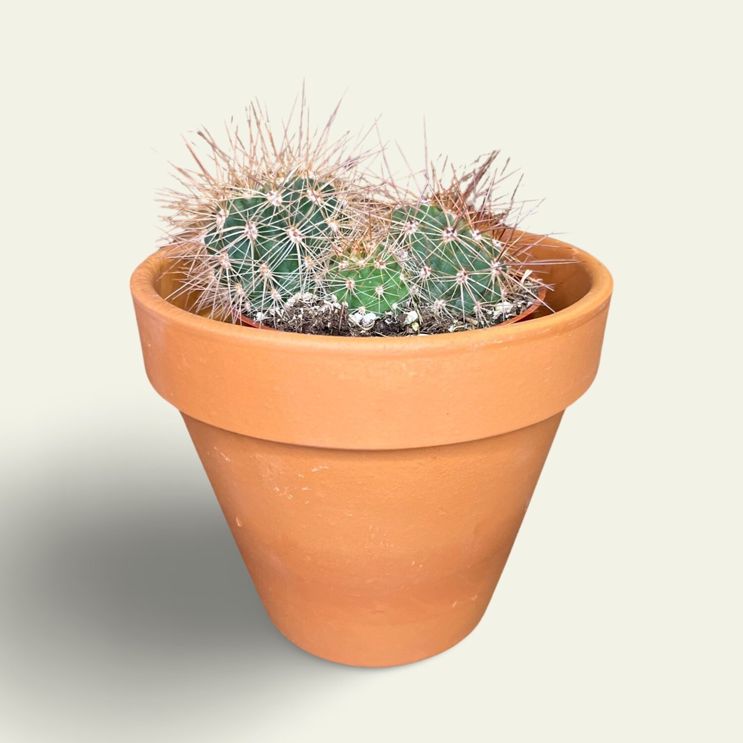 Mammillaria Elegans Cactus (8&quot;)