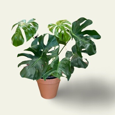 Plant Shop