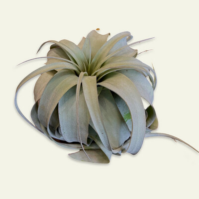 Airplants
