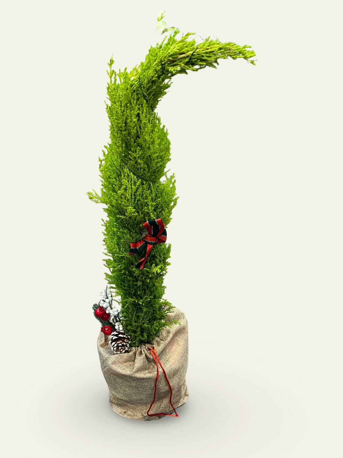 Lemon Cypress Grinch Tree 6&quot;