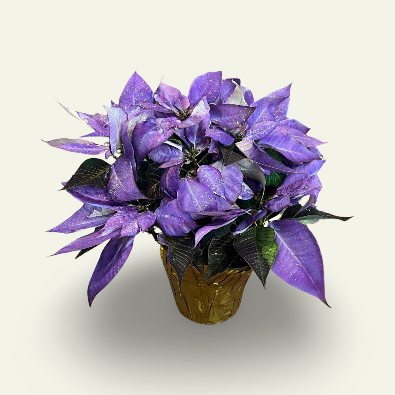 6&quot; Poinsettia Sparkly