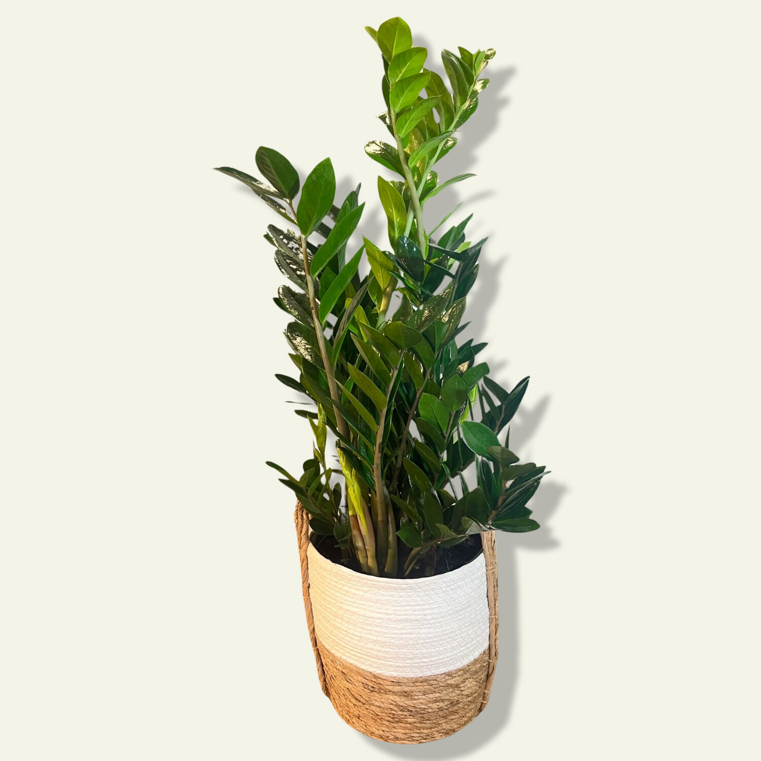 Zz Plant (10&quot;)