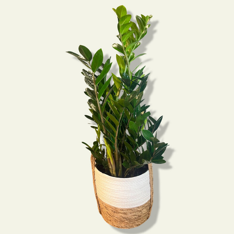 Zz Plant (10&quot;)