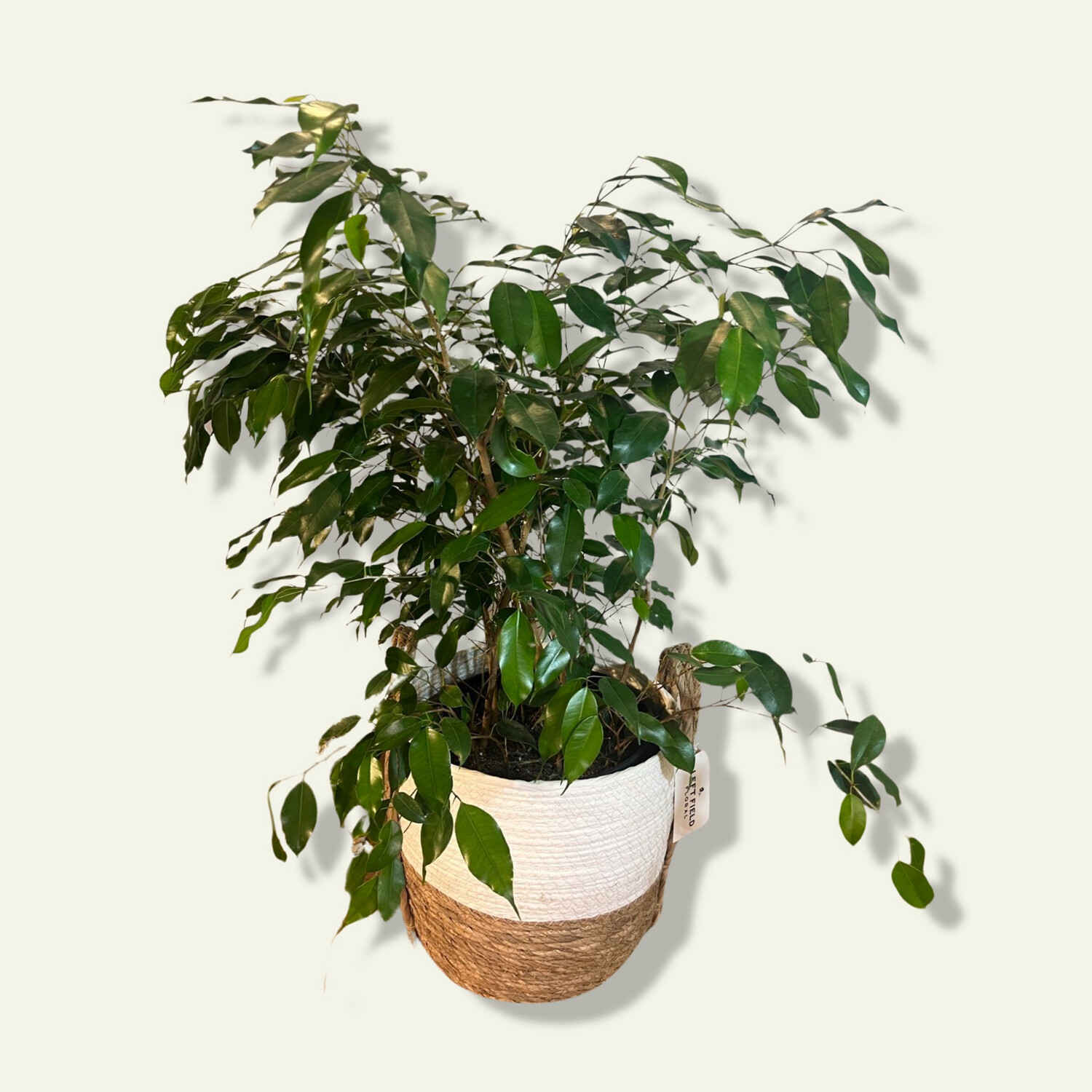 Ficus Benjamina (10&quot;)