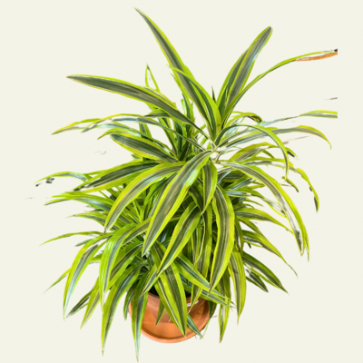 Dracaena Lemon Lime