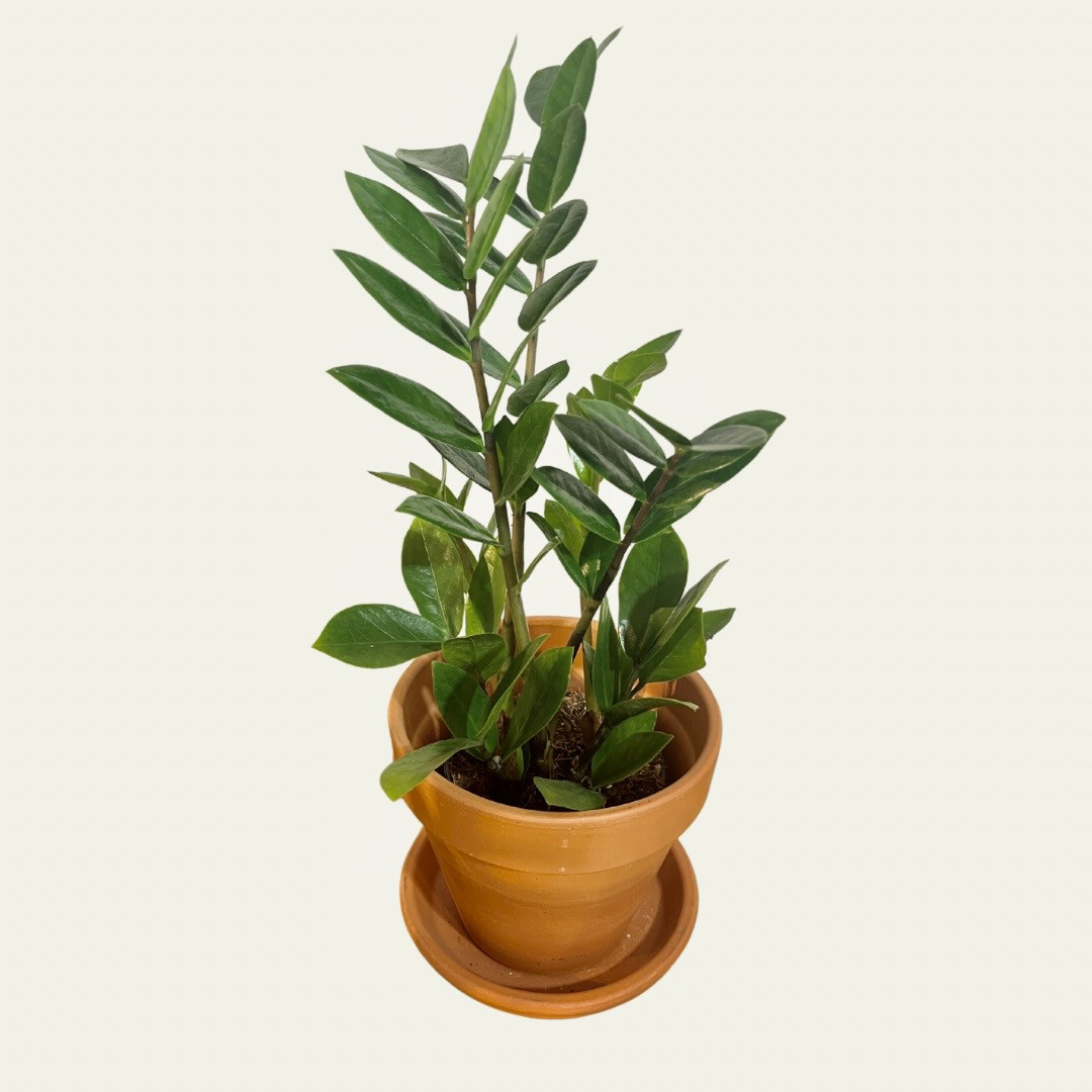 ZZ Plant (4&quot;)