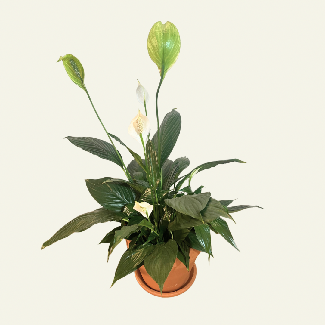 Peace Lily (4&quot;)