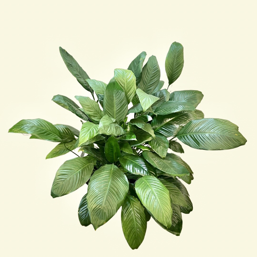 Variegated Peace Lily 6&quot;