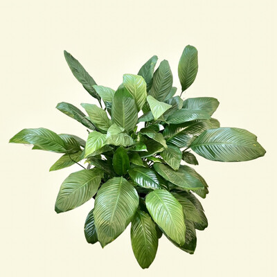 Variegated Peace Lily 6&quot;